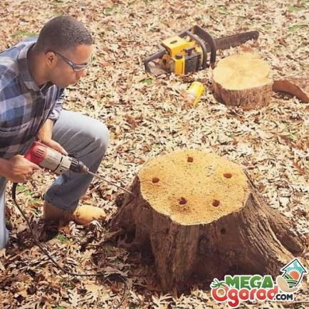 Как да се изкорени методите на корените на дърветата и препоръки