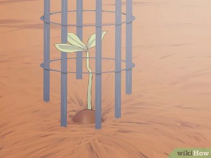Как да расте един дъб от жълъд