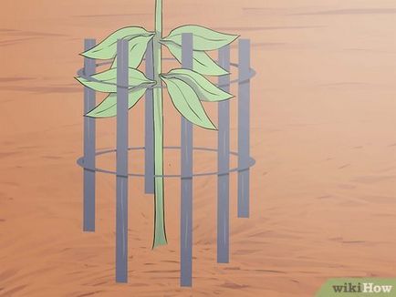 Как да расте един дъб от жълъд