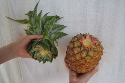 Как да расте един ананас от върха в дома фото и видео