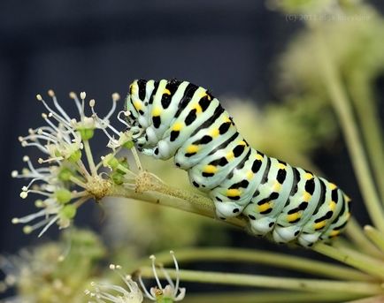Как да расте пеперуда от гъсеница Бору-Бору