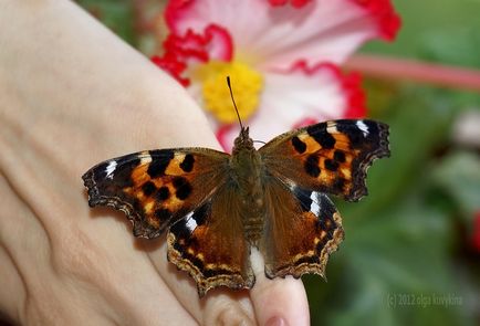 Как да расте пеперуда от гъсеница Бору-Бору