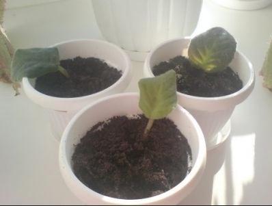 Как да растат теменужки от листа у дома