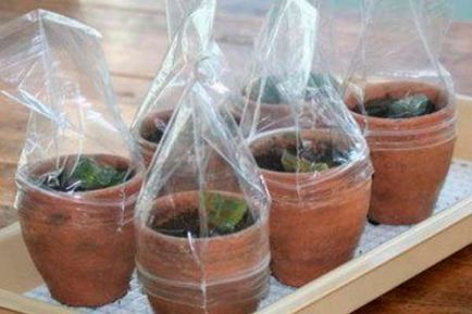 Как да растат теменужки uzumbarskiye (теменужки) на листовката у дома
