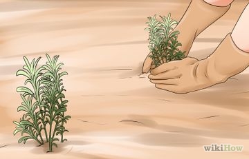Как да расте Ficus Бенджамин