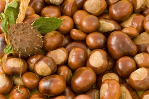 Как да расте кестен орех у дома (мнения)
