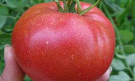 Как да расте голям домат, засадени с домати в страната