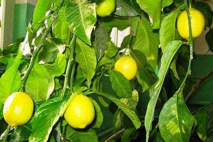 Как да расте един лимон от камък и да получите плода