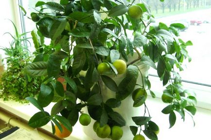 Как да расте един лимон от камък и да получите плода