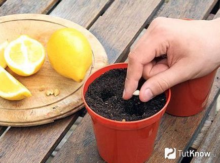 Как да расте един лимон от костите у дома