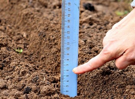 Как да расте лук в дома, изберете семена и посадъчен материал