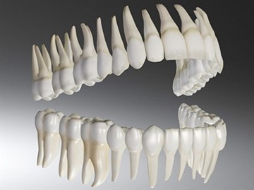 Как да растат нови зъби вместо извлечени зъби - Факти, производство, практика у нас