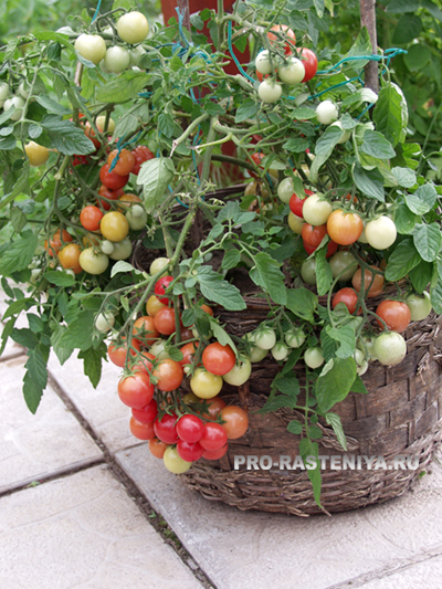 Как да расте чери домати