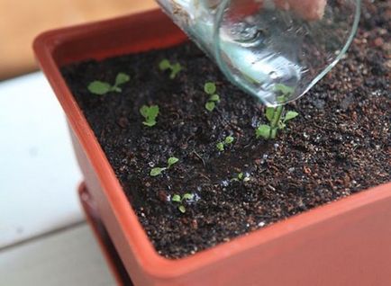 Как да расте примула семена у дома