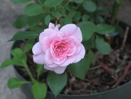 Как да расте една роза от съветите за рязан цвят
