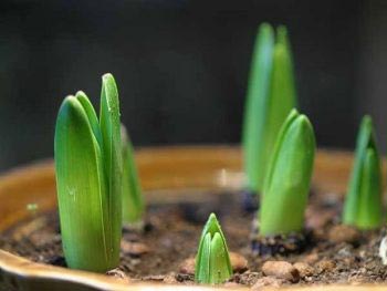 Как да расте шафран в дома, в саксия на семена