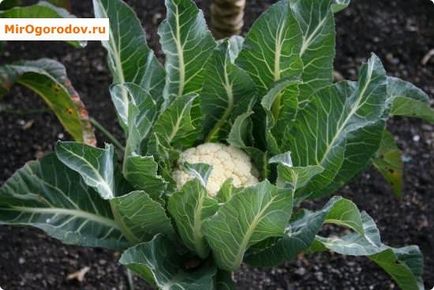 Как да расте карфиол в градината тънкостите на грижи