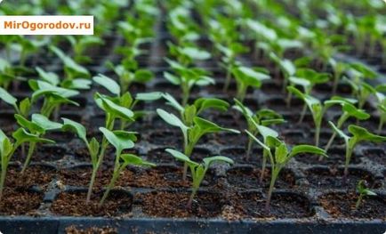Как да расте карфиол в градината тънкостите на грижи