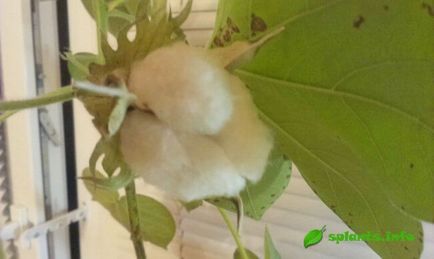 Как да расте памук у дома