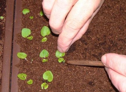 Как да се сеят, как да се потопите петунии и как да се постигне по-дълго и продължително цъфтящи