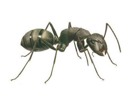 Както мравките, за да донесе от дома си, традиционните средства за защита, борна киселина, просо, как да се отърва рецепта