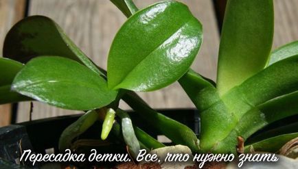 Как да приемате и процес otsadit маце орхидеи от растението майка