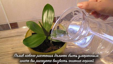 Как да приемате и процес otsadit маце орхидеи от растението майка