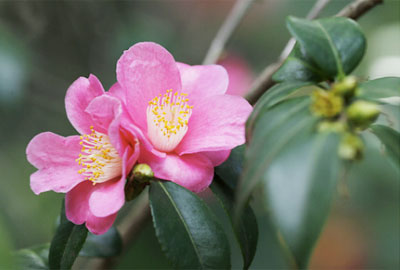 Camellia дома