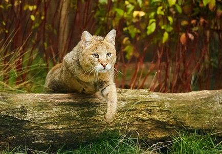 Jungle котка (къща) Пълно описание порода със снимки и видео