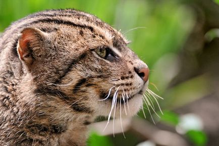 Jungle котка - описанието на джунглата котка - дивата джунгла котка