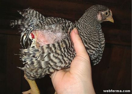 Канибализмът в пилета причинява и контрол на кълване