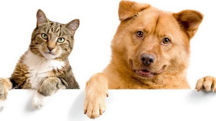 Капки от бълхи за кучета и котки
