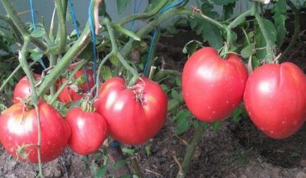 Характеристиките на посоките на света и сортове домати описание