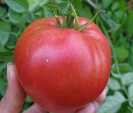 Характеристиките на посоките на света и сортове домати описание