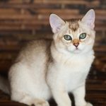 Джудже Cat описание Nap порода, снимки, видео