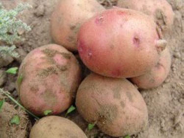 Potato култура, условията на отглеждане, селскостопанска техника - Градина Сибир