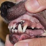Кастрация на кучета плюсове и минуси, ревюта, малки породи, за и против, ефектите от възрастта, на която,