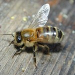 Защо мечтата на една пчела в тълкуването мечта мечта