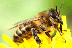 Защо мечтата на една пчела в тълкуването мечта мечта