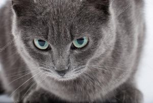 Защо мечтата на една котка убит от кръв, в света на котки и кучета