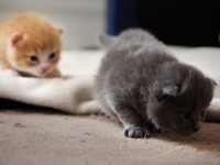 Какво мечти малки котенца тълкуване на сънища - малко коте в съня си
