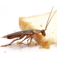 Защо мечтата на хлебарки