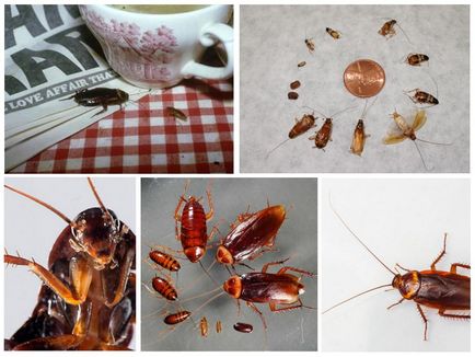 Защо мечтата на хлебарки в една мечта - мечтата тълкуване хлебарки
