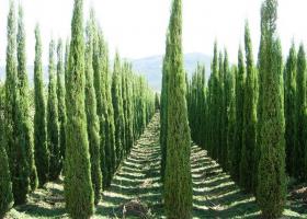 Cypress грижи у дома, расте от семена