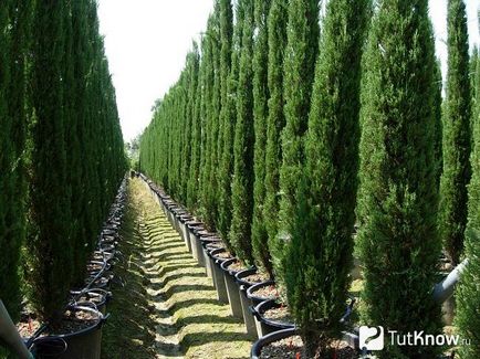 Cypress грижи у дома, расте от семена