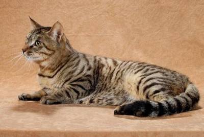 Китайски Li Hua Cat Тигър