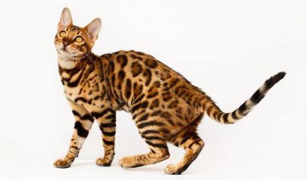 Китайски котка с описание големи очи порода, характерни черти, снимки