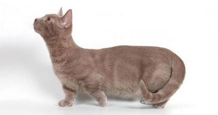 Китайски котка с описание големи очи порода, характерни черти, снимки