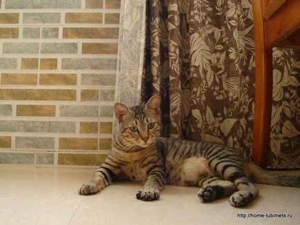 Ли Хуа на Китай - порода котка - домашен любимец