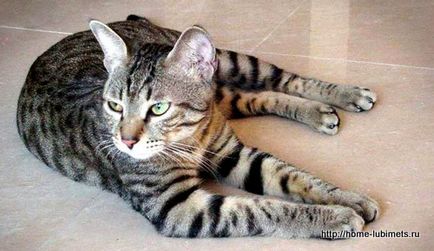 Ли Хуа на Китай - порода котка - домашен любимец